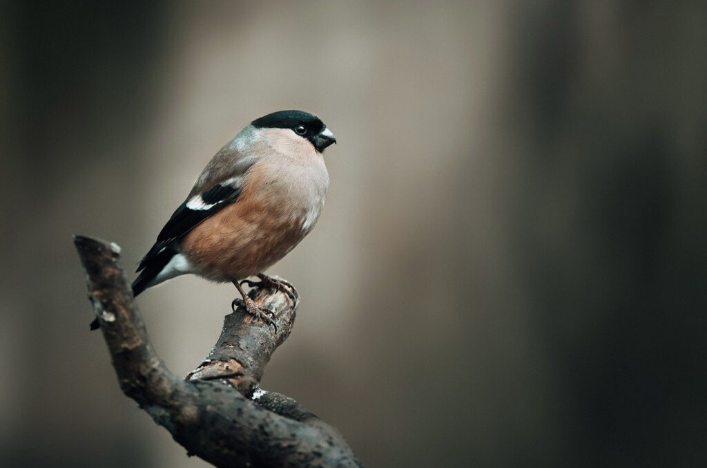 finch, bird, animal-6942278.jpg